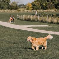 golden retriever walking through dog park